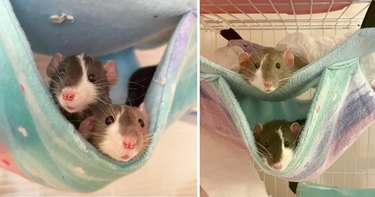 Two baby rats sharing a hammock next to photo of same rats as adults in hammock bunk bed