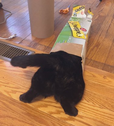 black cat crawls into soda box.
