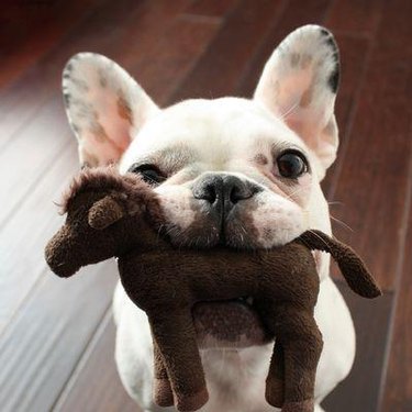 A French bulldog holding a stuffed horse in their mouth.