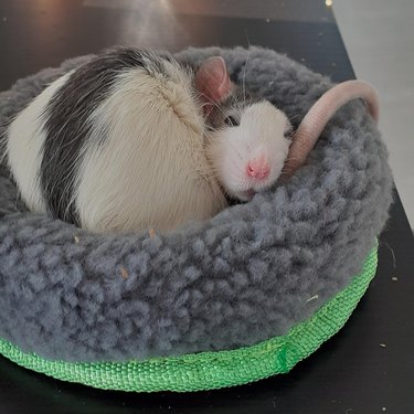 Rat sleeping curled up in miniature dog bed