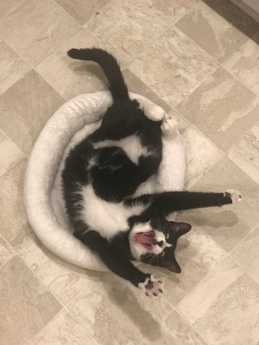 Black and white cat rolling around in a bed with both of their front legs stretched over their head and their mouth open
