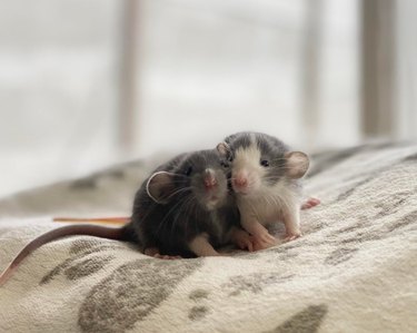 Two baby rats cuddling