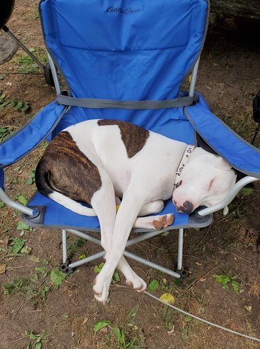 dog sleeping in fold up camping chair