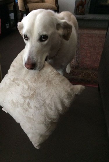 A yellow lab holding a pillow that's the exact same color as their fur.