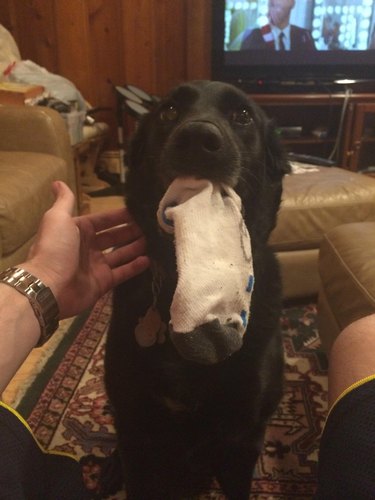 A back lab with a sock in their mouth.