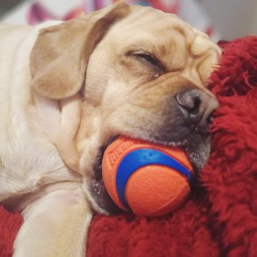 dog sleeping with toy in mouth
