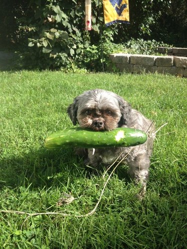 A small grey dog holding a large cucumber in their mouth.