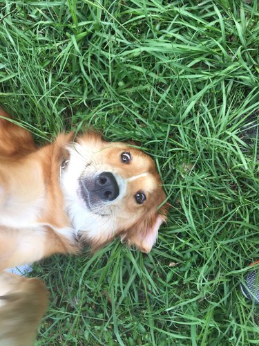 A selfie-style photo of a dog looking very silly as they roll in the grass.
