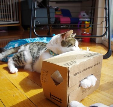cat gets paws stuck in box.
