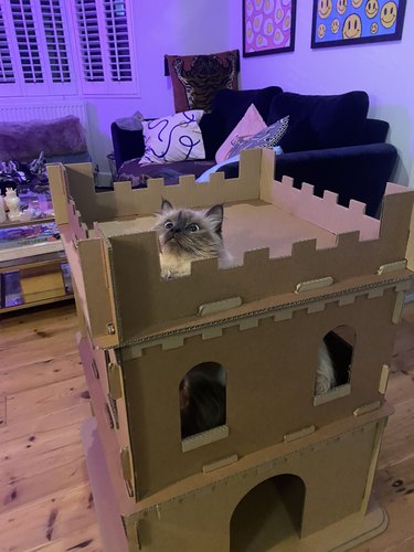 cat gets stuck in cardboard castle.
