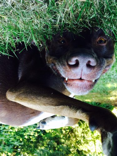 A pit bull rolling in the grass, shown upside down. They are smiling and two little teeth are sticking out.