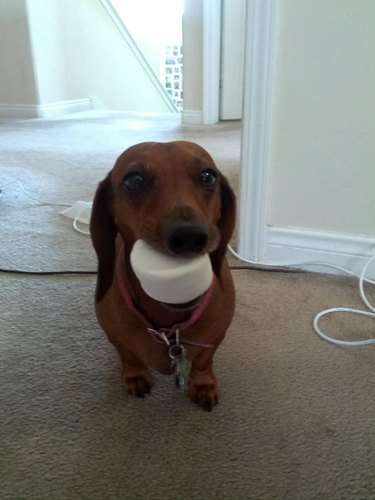 A dachshund with a giant marshmallow in their mouth.