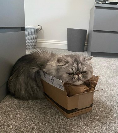 Persian cat uses box as pillow.