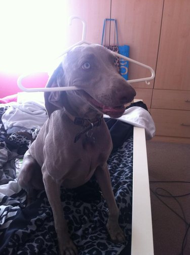 A dog holding the bottom of a clothes hanger in their mouth, with the top part of the hanger stuck on their head.