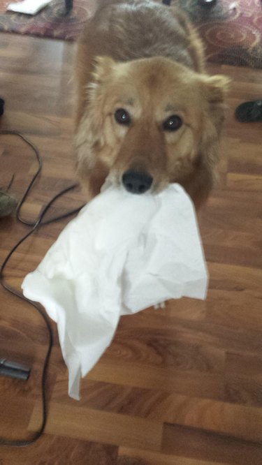 A dog holding a paper towel in their mouth.