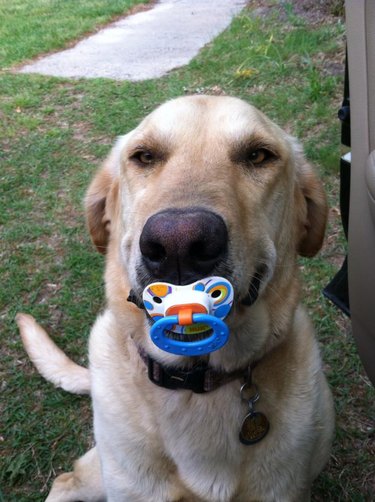 A yellow lab with a pacifier in their mouth.