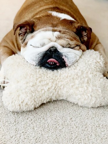 bulldog sleeping on pillow shaped like a bone