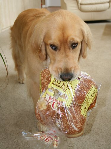A golden retriever with a bag of burger buns in their mouth.