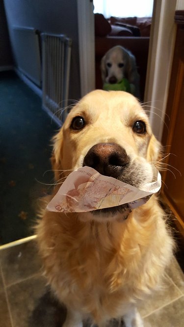 A golden retriever holding a British 10 pound note in their mouth.