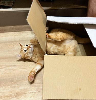 orange cat wrestling with box flap.