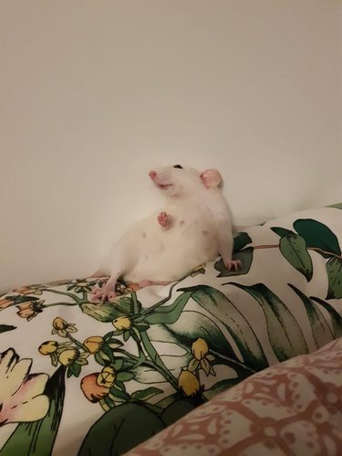 White rat lounging on cushion