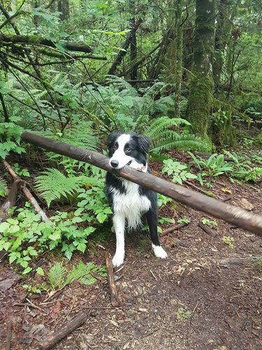 A border collie holding a big tree branch in their mouth.