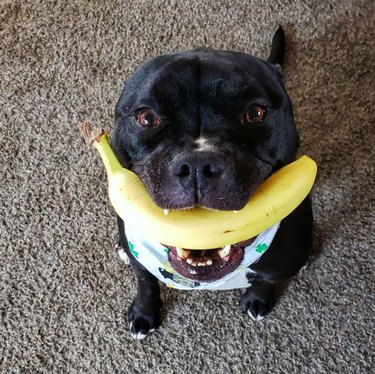 A black dog holding a banana in their mouth and looking excited.