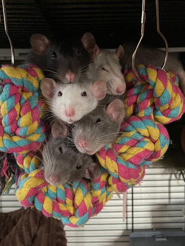 At least six rats piled in the same yarn hammock