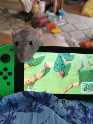 Rat peering over screen of Nintendo Switch