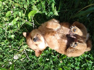 A golden retriever puppy rolling in the grass.