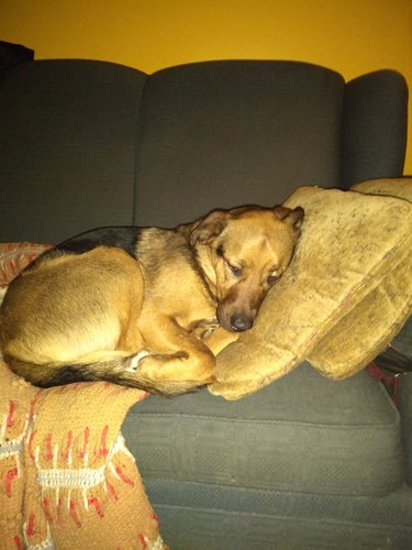 dog needs pillows to sleep on a couch