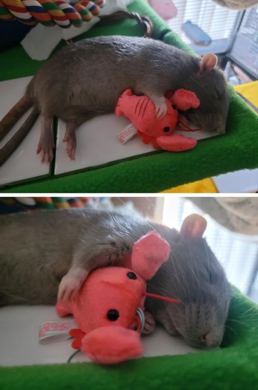 Sleeping rat with tiny plush lobster toy