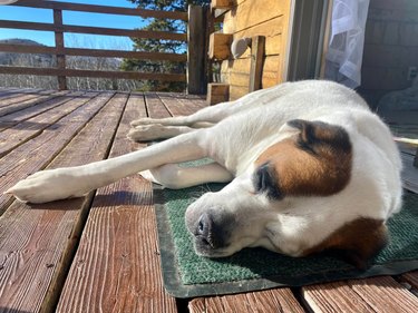 dog sleeping on a deck for best of the sleeping dog challenge