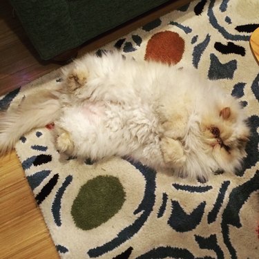 A fluffy white cat rolling on a white rug.