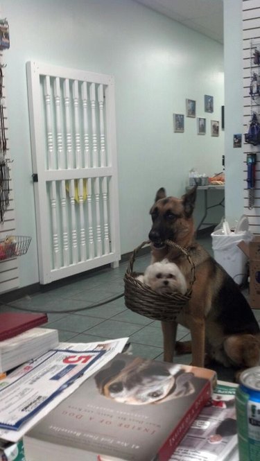 A german shepherd carrying a basket with a small white dog inside.