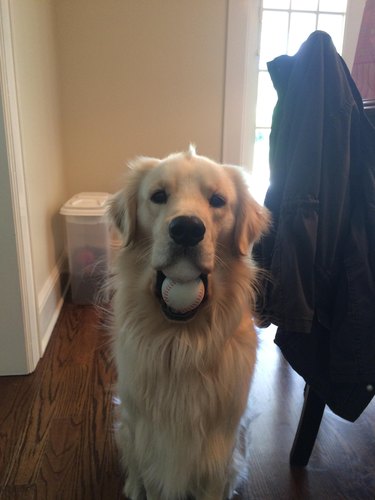 A white fluffy dog with two softballs in their mouth