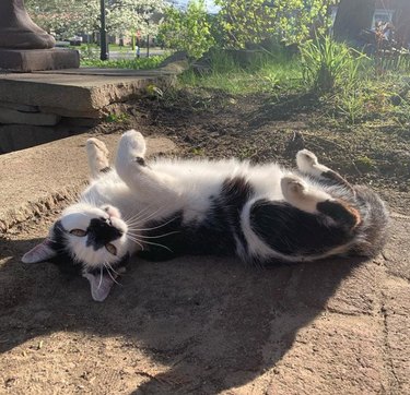 A cat lying on its back outside in the sun.