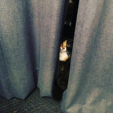 cat hiding behind curtains