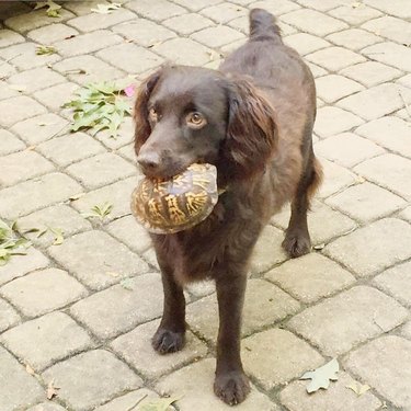 dog carrying turtle in mouth