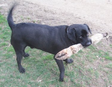 dog refuses to give up stick