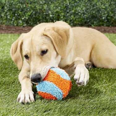 Yudian Suction Cup Dog Toy review