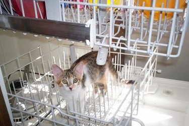 cat hiding in dishwasher