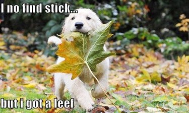 dog fetches leaf