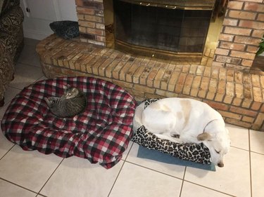 cat steals dog's bed
