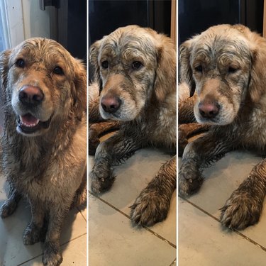 dirty dog needs bath