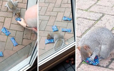 man gives local squirrels candy for Christmas