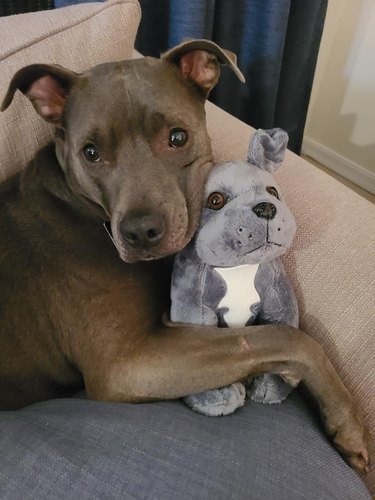 dog snuggles with stuffed animal