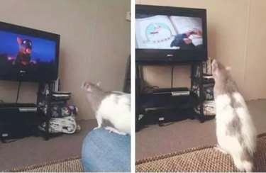 pet rat watches movies with rats