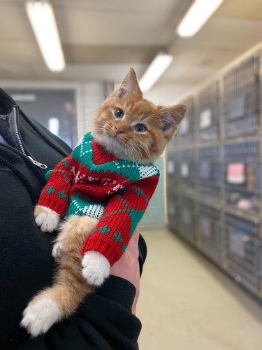kitten wears christmas sweater