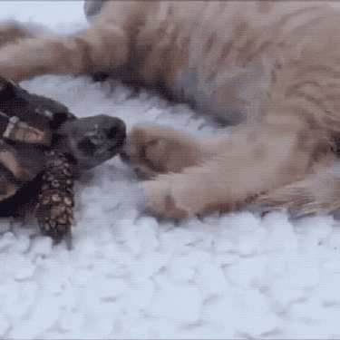 turtle nibbling on dog's foot
